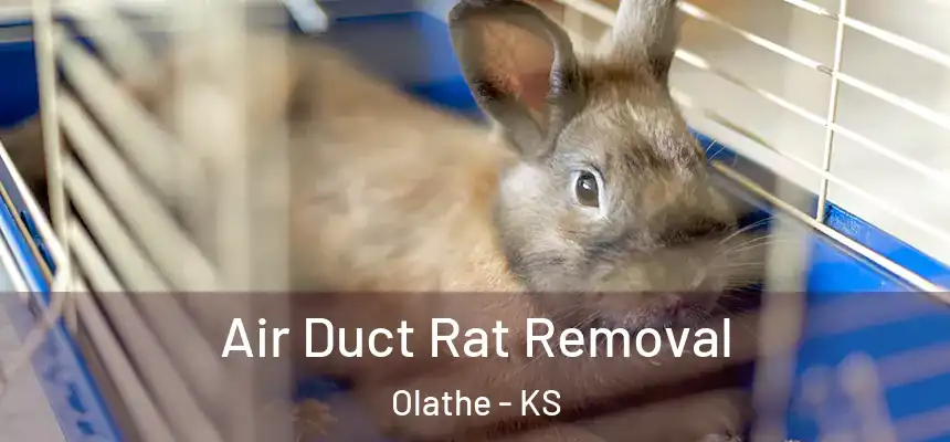  Air Duct Rat Removal Olathe - KS